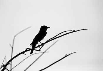Silhouette of a Spotted Flycatcher at Asker marsh