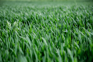 Green grass 4