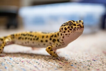 Leopard gecko (eublepharis macularius) on carpet looking into camera