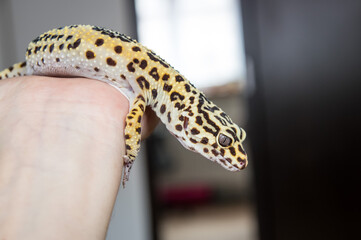 Leopard gecko (eublepharis macularius) held in hand looking into camera