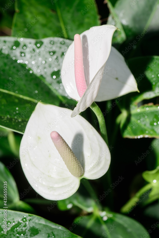 Wall mural Anthurium hookeri Schott.