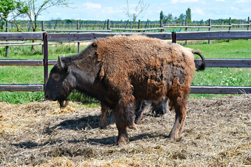 Austria, Bison breeding
