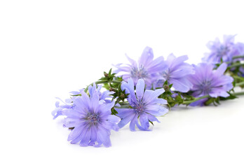 Blue chicory flowers lie.