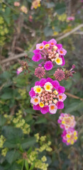 Plant with beautiful pink and purple flowers
