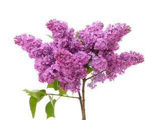 Fototapeta na wymiar Bouquet of beautiful lilacs.