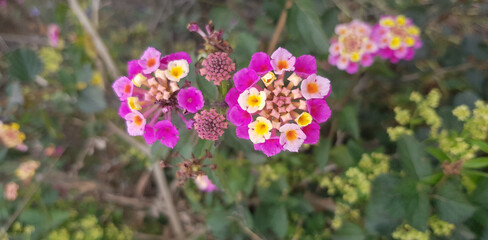 Plant with beautiful pink and purple flowers