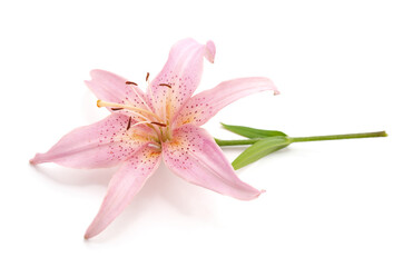 Delicate pink lily with leaves.