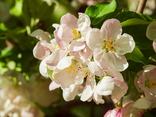 Blooming apple tree in the spring garden