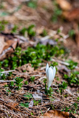 White Crocus plant in all its beauty	