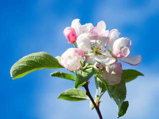 Blooming apple tree in the spring garden