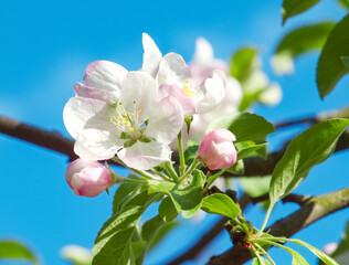 Blooming apple tree in the spring garden