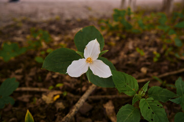 Most people know of the White Trillium — also referred to as Wake Robin or Large-leaved Trillium — as Ontario’s provincial flower.