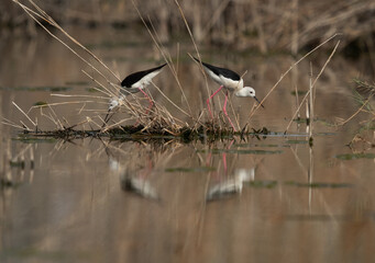 Black-winged Stilt pair building there nest at Asker Marsh, Bahrain