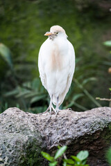 Ein weißer Paradiesvogel
