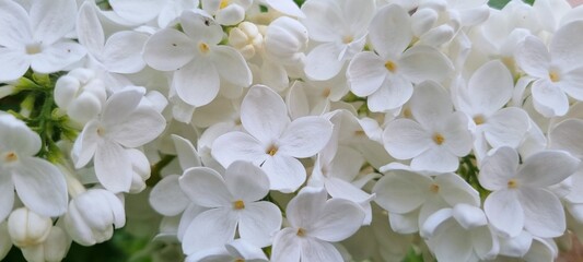 white flowers