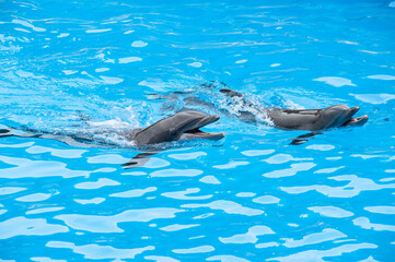 Delfine im Wasser, Pool, Gefangenschaft
