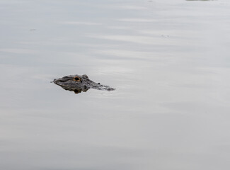 alligator in the swamp