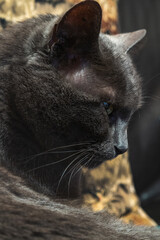 profil d'un chat gris