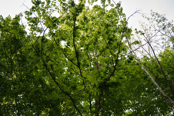 Sunlight reflection on leafs while the wind is blowing gently in the spring