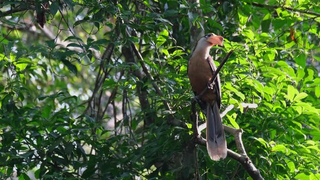 Austen's Brown Hornbill, Anorrhinus austeni, Khao Yai National Park; seen perched on a branch in the forest twisting its head around as it looks to its surroundings carefully before going to the nest.