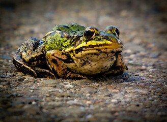 Frog. Amphibian sitting on the road.