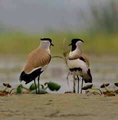 river lapwing bird in a lake for bathing