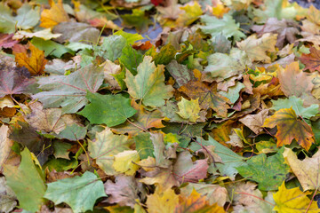 autumn leaves background