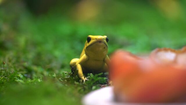 Golden Poison Dart Frog - camera front view.