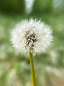 Close-up shot of a dandelion growing in a meadow. Vertical photo.