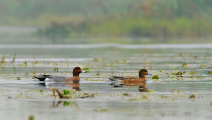 Eurasian wigeon or widgeons are a group of birds, dabbling ducks currently classified in the genus...