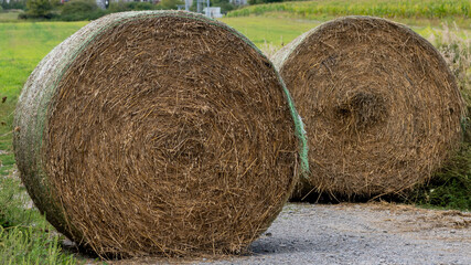 hay bales in a field
