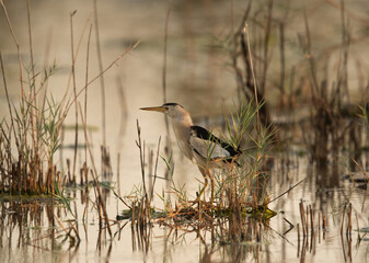 Little Bittern in its habitat at Asker marsh, Bahrain
