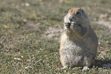 Prairie dog eating in front of its burrow. South Dakota, USA