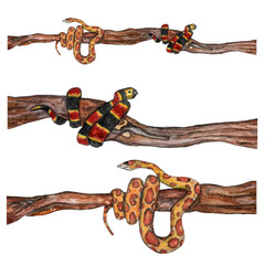 Watercolor banner with striped and orange snakes.