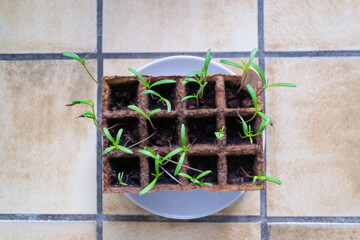 Semis de cosmos © Agathe Houdayer