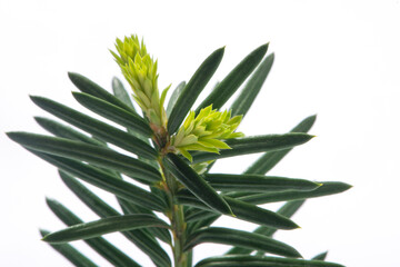 Hemlock twig with bright green tips isolated on white background.