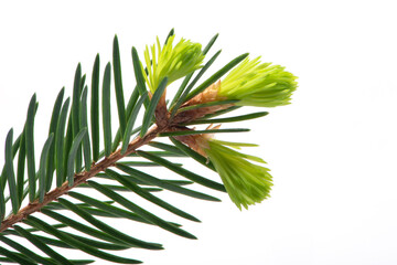 Spruce twig with light green tips isolated on white background.