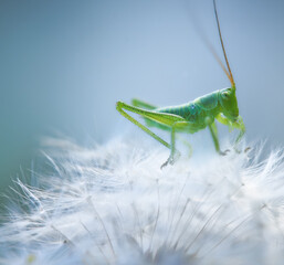 Close-up of green grasshopper on a fluffy dandelion