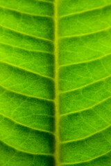 Green leaf texture. Abstract natural green background.