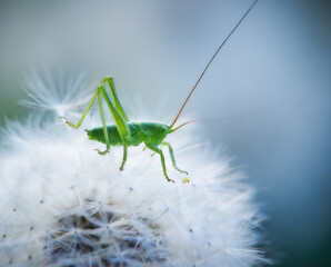 Green grasshopper sitting on a white dandelion. Close-up