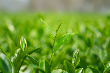 Fototapeta na wymiar Close up of Oolong Tea Leaves in tea plantation