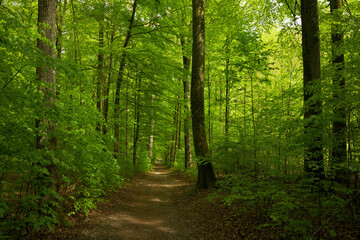 Ein Wald im Frühling mit frischen Grünem Laub