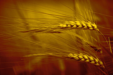 Ripe ears of wheat on the field. Close-up