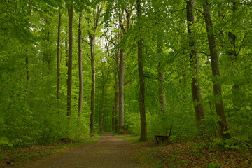 Fototapeta na wymiar ein Waldweg mit einer Sitzbank im frischen grünen Wald im Frühling