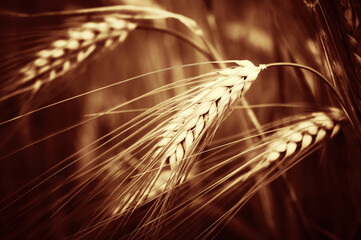 Ripe ears of wheat on the field. Close-up