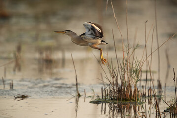 Little Bittern takeoff at Asker marsh, Bahrain