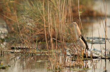 Little Bittern at Asker marsh, Bahrain