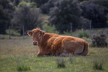 Detailed view of cow lying in pasture, beef cattle, spanish farmland