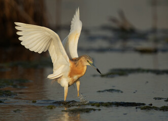 Squacco Heron fishing at Asker marsh, Bahrain