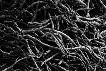 Beautiful monochrome dry tree root background texture. abstract nature background.